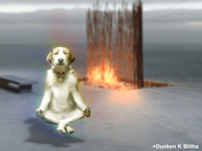 Dog Meditating Dog Floating GIF