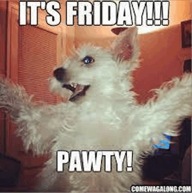 Dog Meme