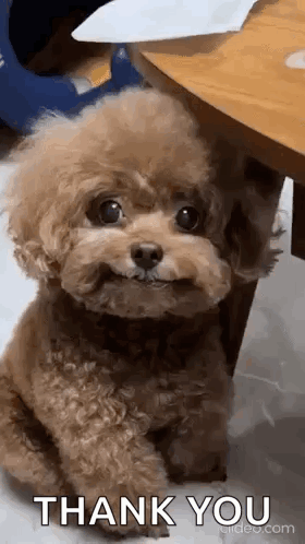 Dog Meme Dog Stare GIF