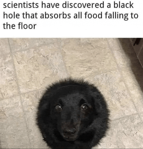 Dog Meme Meme