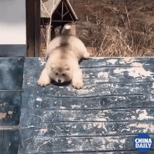 Dog Omw GIF