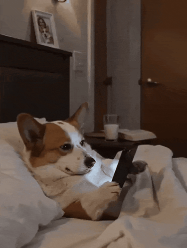 Dog On Phone Bedtime GIF