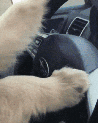 Dog GIF