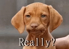Dog Really GIF