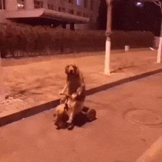 Dog Riding Bike GIF