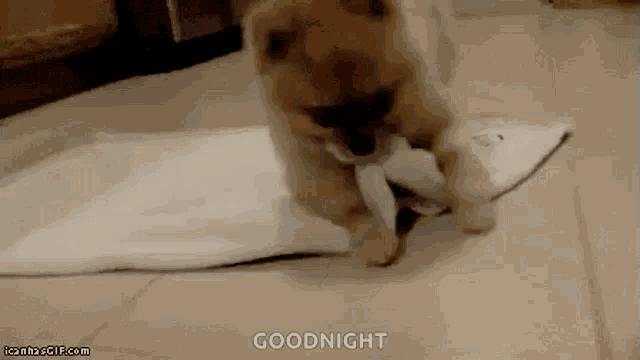 Dog Roll GIF