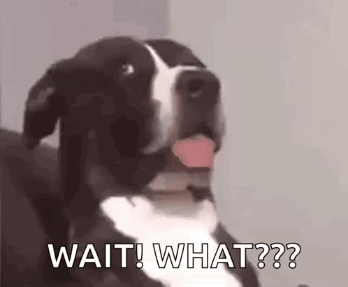 Dog Say What GIF