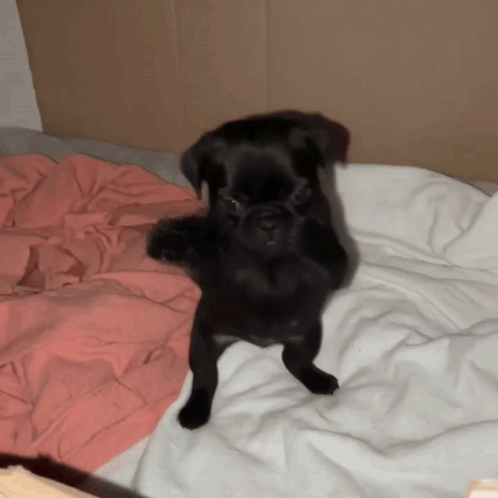 Dog Scuba GIF