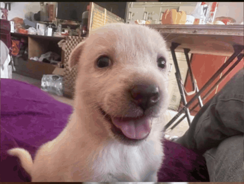 Dog Serious Vexify GIF