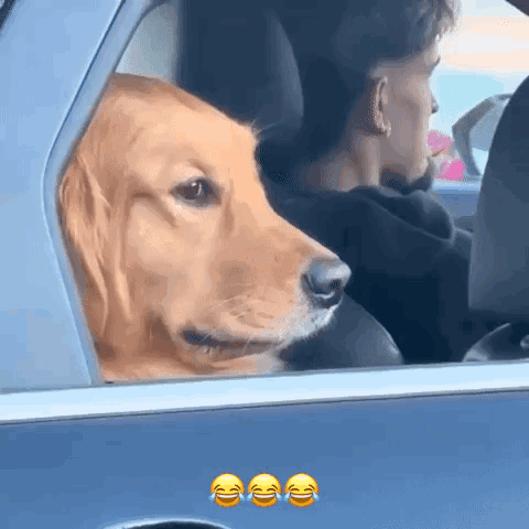 Dog Side Eye Rolling Window Up GIF