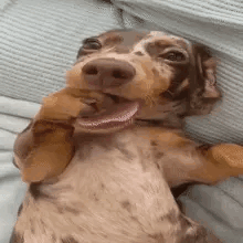 Dog Silly Dog GIF