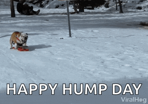 Dog Sledding On My Way GIF