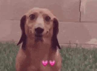 Dog Smile GIF