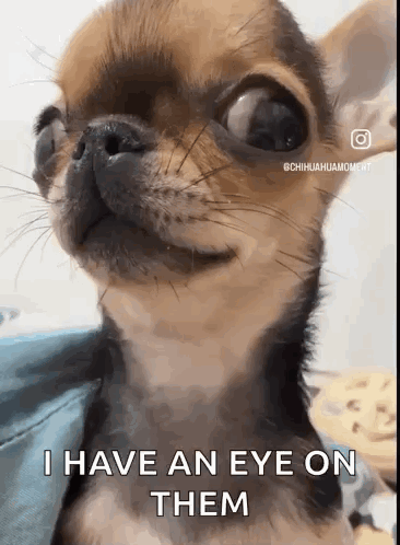 Dog Smirk Dog Eyes GIF