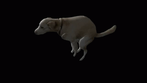 Dog Spin GIF
