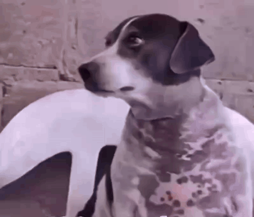 Dog Staring GIF