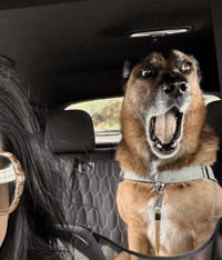 Dog Surprised GIF
