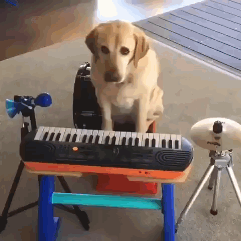 Dog GIF