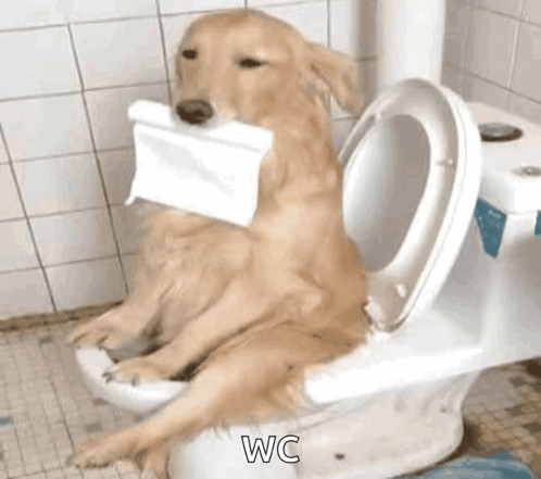 Dog Toilet GIF