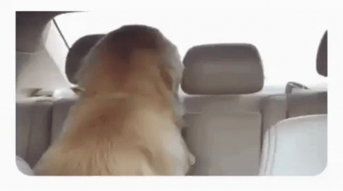 Dog Turn GIF