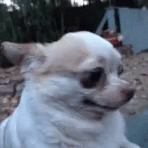 Dog Uncomfortable GIF
