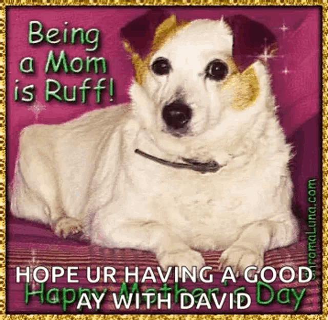 Dog GIF