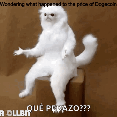 Dogecoin What GIF