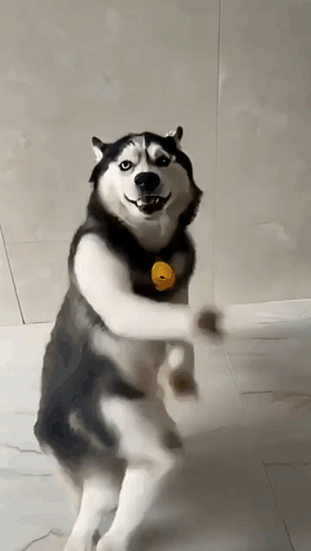 Dogesh Dance Dogesh Dance Husky GIF