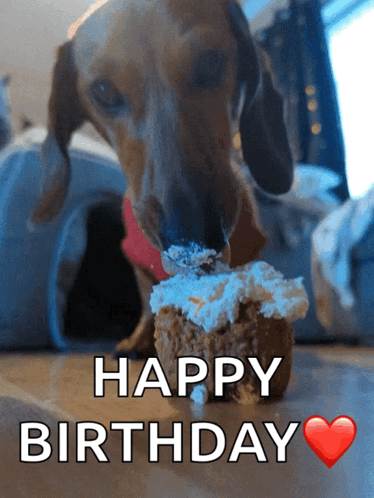 Doggo Puppy GIF