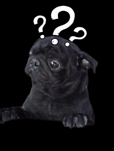 Doggy Crying Dog Cry GIF
