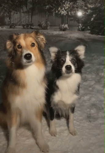 Doghugs Group Hug GIF