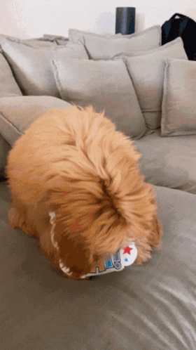 Dogs GIF
