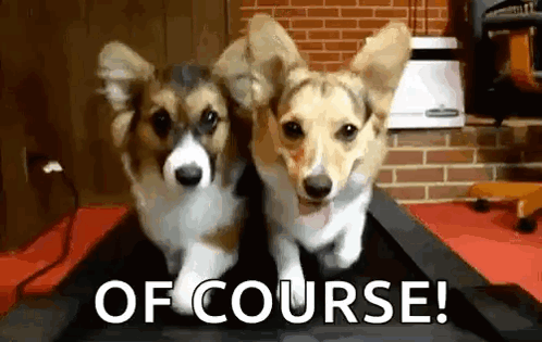 Dogs Corgi GIF