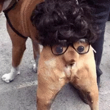 Dogs Hot GIF