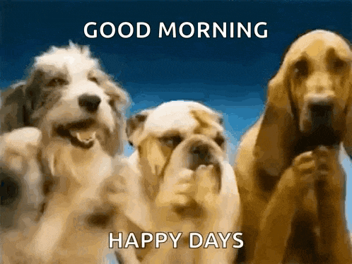 Dogs Puppy GIF
