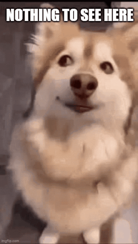 Dogs GIF