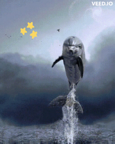 Dolphin Bird GIF