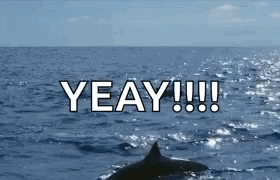 Dolphin Cetacean GIF