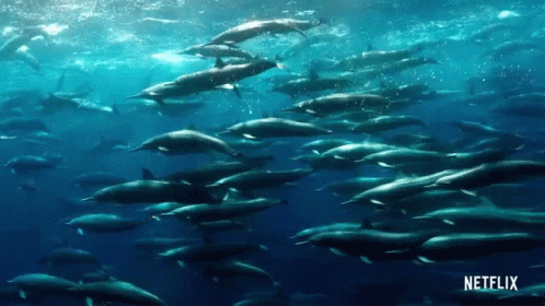 Dolphin David Attenborough GIF
