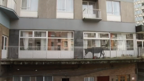 Donkey Lola Living On Balcony In Saint-josse, Belgium GIF