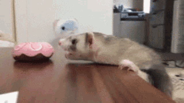 Donut Hungry GIF