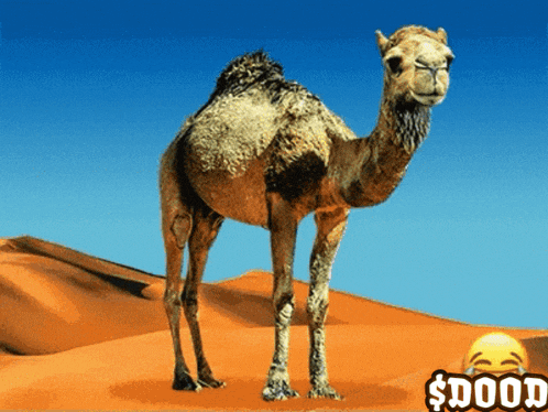 Dood Doodxrpl GIF