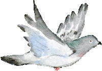 Dove Sticker