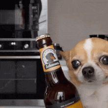 Drink Dog GIF