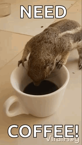 Drinking Coffee Squirrel GIF