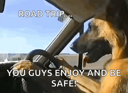 Driving Dog Driving GIF