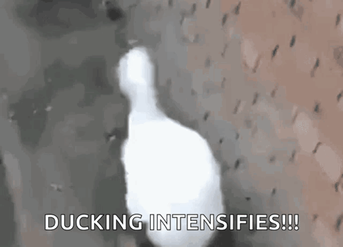 Duck Dancing Duck GIF