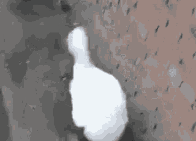 Duck Dancing Duck GIF