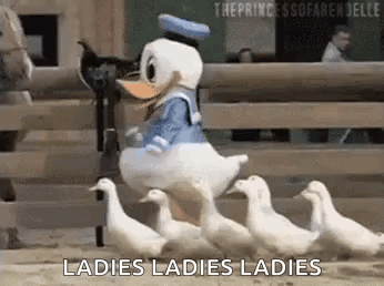Duck Donald Duck GIF