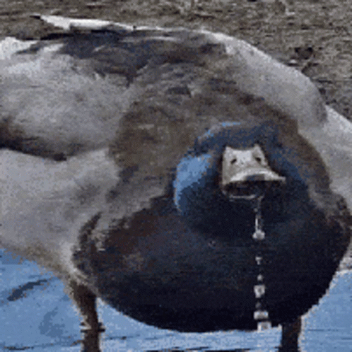 Duck Ducker Quacker Powerpoint Power Point GIF
